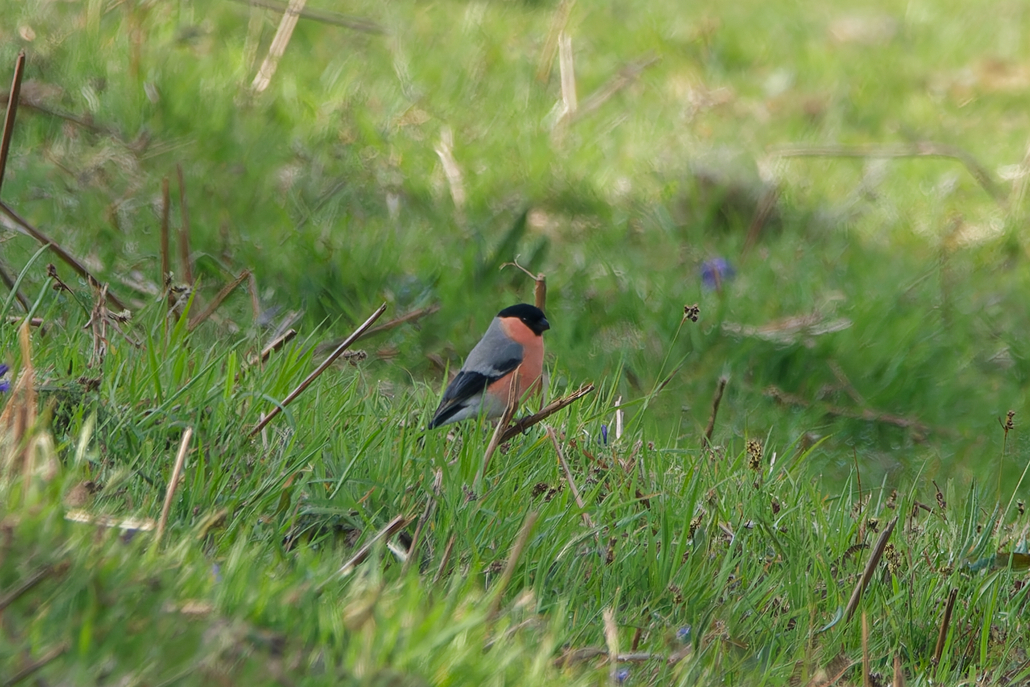 Photo of Bullfinch